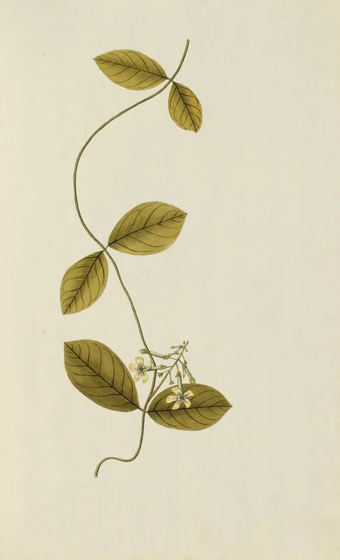 Selectarum Stirpium Americanarum Historia Pl 032 Wall Art by Nikolaus Joseph Freiherr von Jacquin - High-Resolution Digital Print