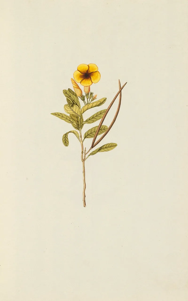 Selectarum Stirpium Americanarum Historia Pl 033 Wall Art by Nikolaus Joseph Freiherr von Jacquin - High-Resolution Digital Print
