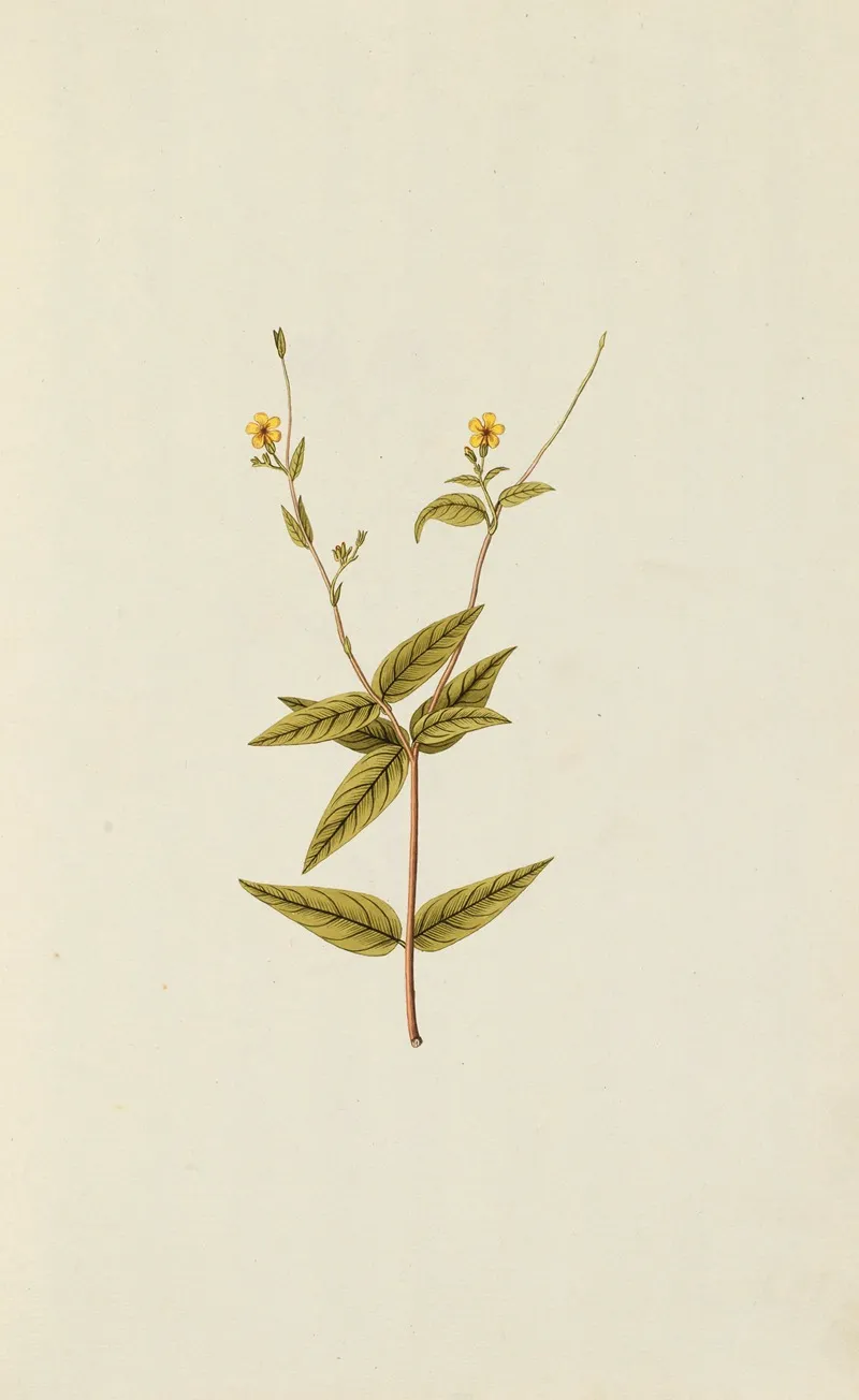 Selectarum Stirpium Americanarum Historia Pl 034 Wall Art by Nikolaus Joseph Freiherr von Jacquin - High-Resolution Digital Print