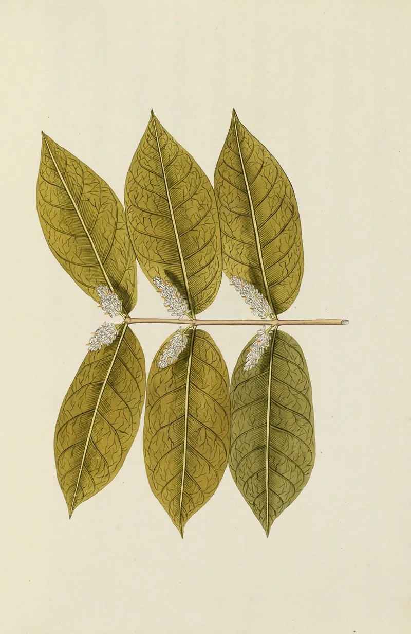Selectarum Stirpium Americanarum Historia Pl 036 Wall Art by Nikolaus Joseph Freiherr von Jacquin - High-Resolution Digital Print