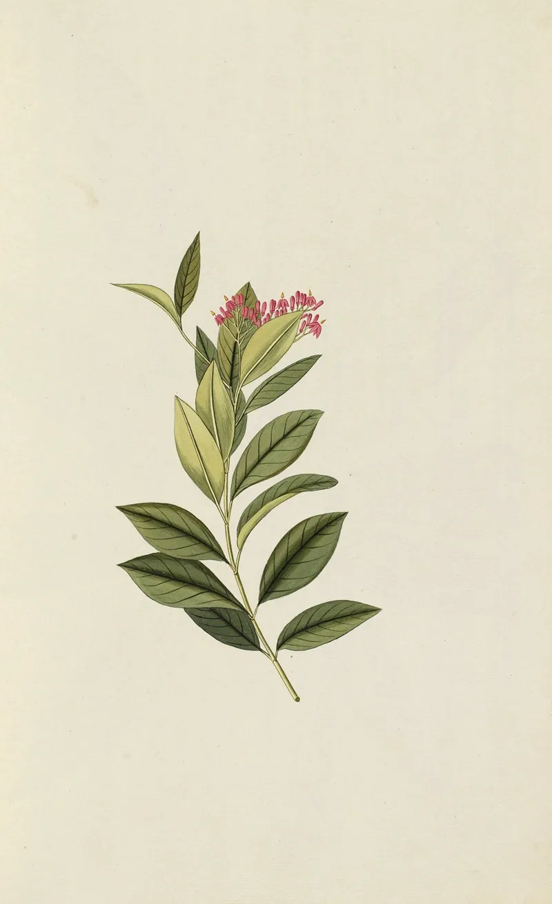 Selectarum Stirpium Americanarum Historia Pl 037 Wall Art by Nikolaus Joseph Freiherr von Jacquin - High-Resolution Digital Print