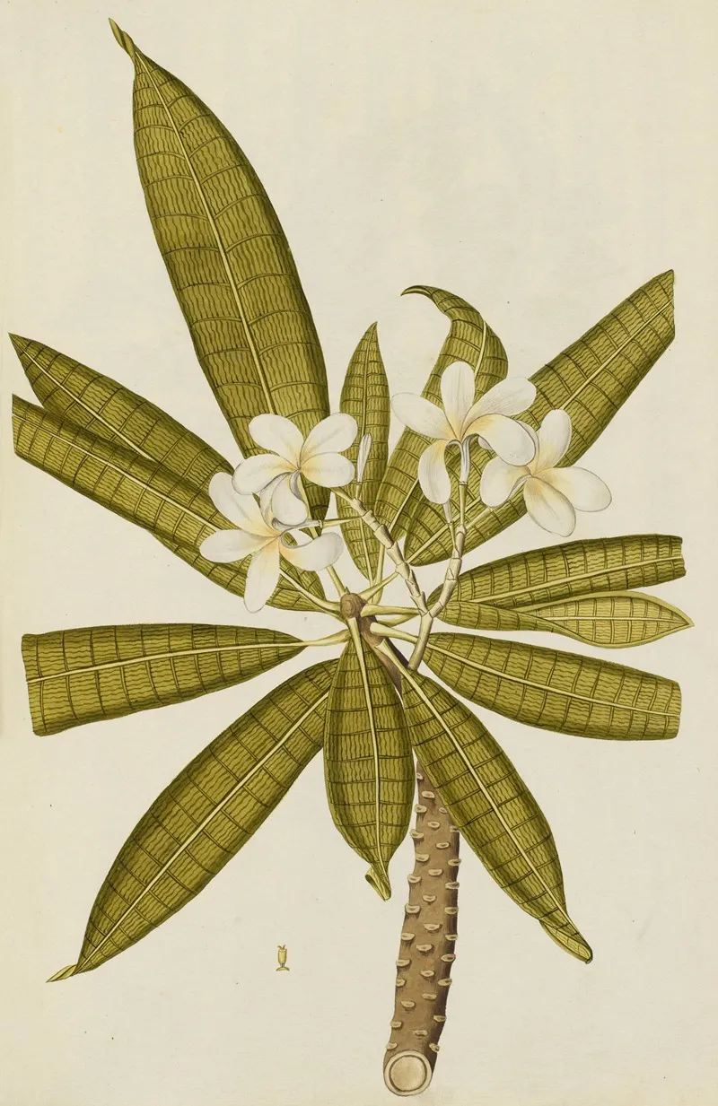 Selectarum Stirpium Americanarum Historia Pl 038 Wall Art by Nikolaus Joseph Freiherr von Jacquin - High-Resolution Digital Print