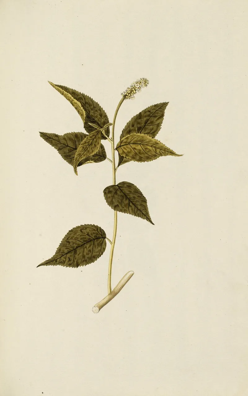 Selectarum Stirpium Americanarum Historia Pl 042 Wall Art by Nikolaus Joseph Freiherr von Jacquin - High-Resolution Digital Print