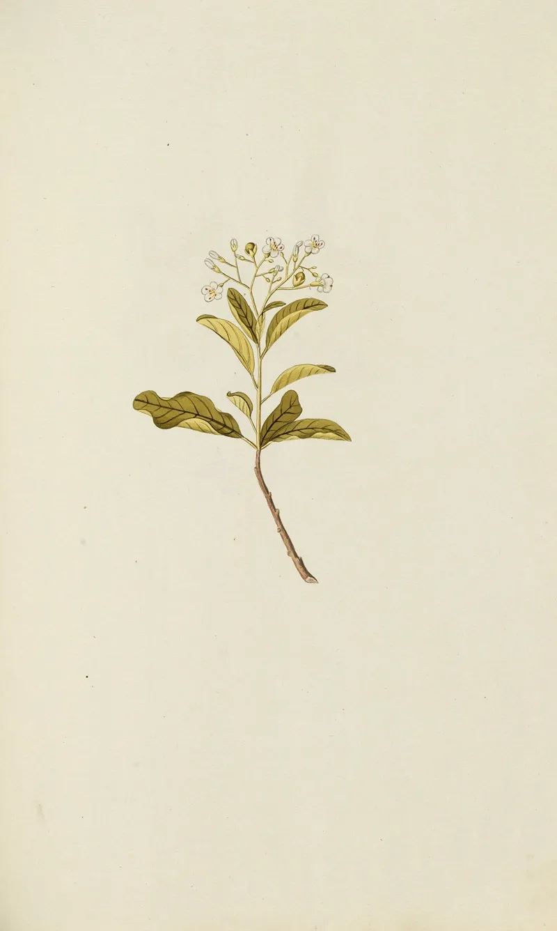 Selectarum Stirpium Americanarum Historia Pl 045 Wall Art by Nikolaus Joseph Freiherr von Jacquin - High-Resolution Digital Print