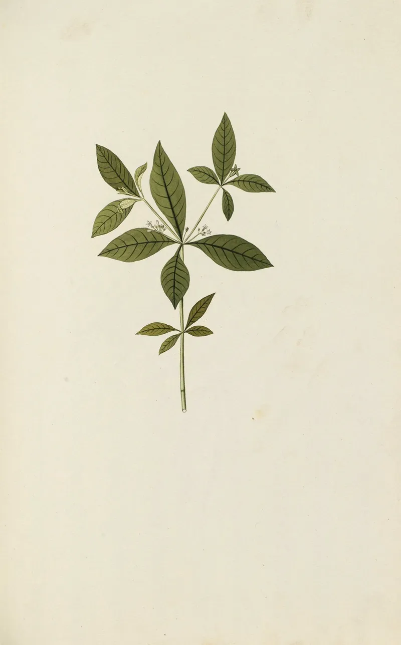 Selectarum Stirpium Americanarum Historia Pl 046 Wall Art by Nikolaus Joseph Freiherr von Jacquin - High-Resolution Digital Print