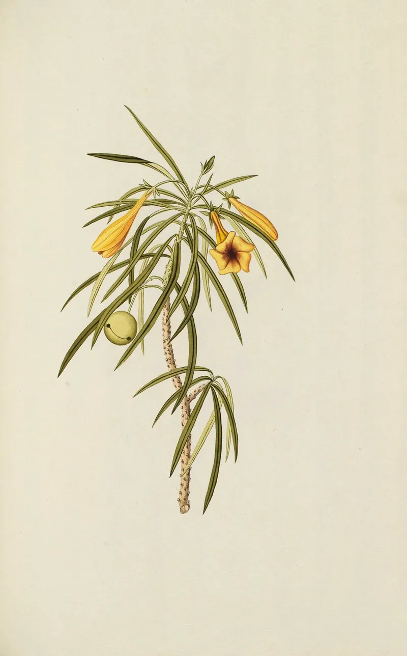 Selectarum Stirpium Americanarum Historia Pl 047 Wall Art by Nikolaus Joseph Freiherr von Jacquin - High-Resolution Digital Print