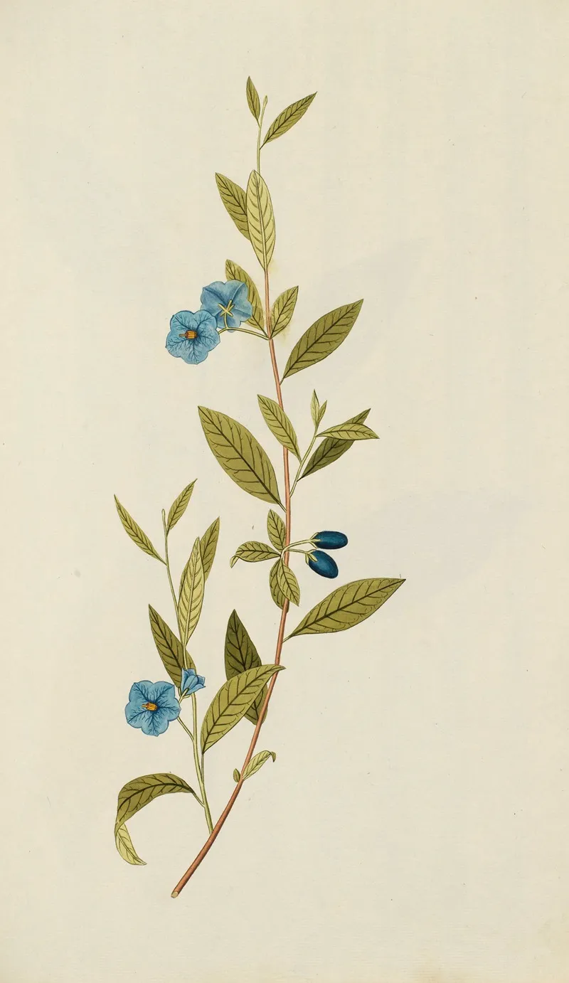 Selectarum Stirpium Americanarum Historia Pl 048 Wall Art by Nikolaus Joseph Freiherr von Jacquin - High-Resolution Digital Print