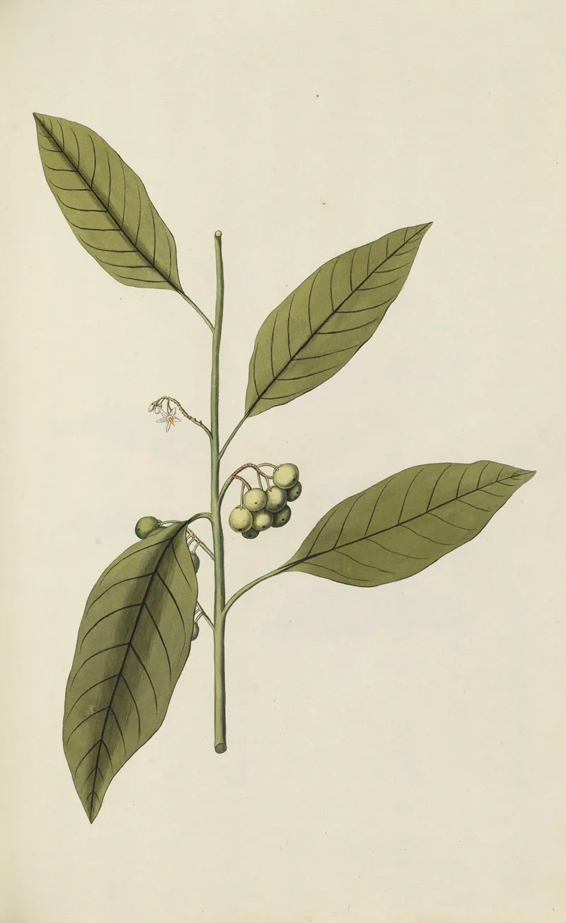 Selectarum Stirpium Americanarum Historia Pl 049 Wall Art by Nikolaus Joseph Freiherr von Jacquin - High-Resolution Digital Print