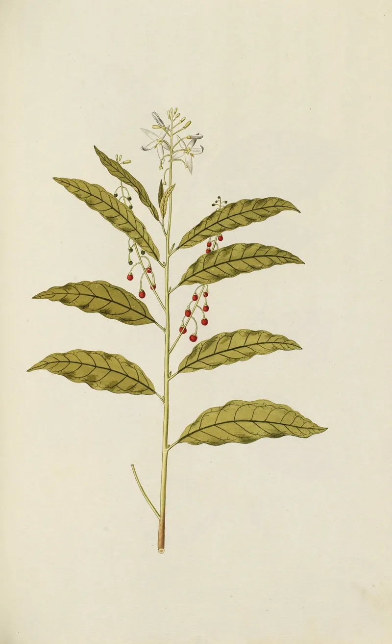 Selectarum Stirpium Americanarum Historia Pl 050 Wall Art by Nikolaus Joseph Freiherr von Jacquin - High-Resolution Digital Print