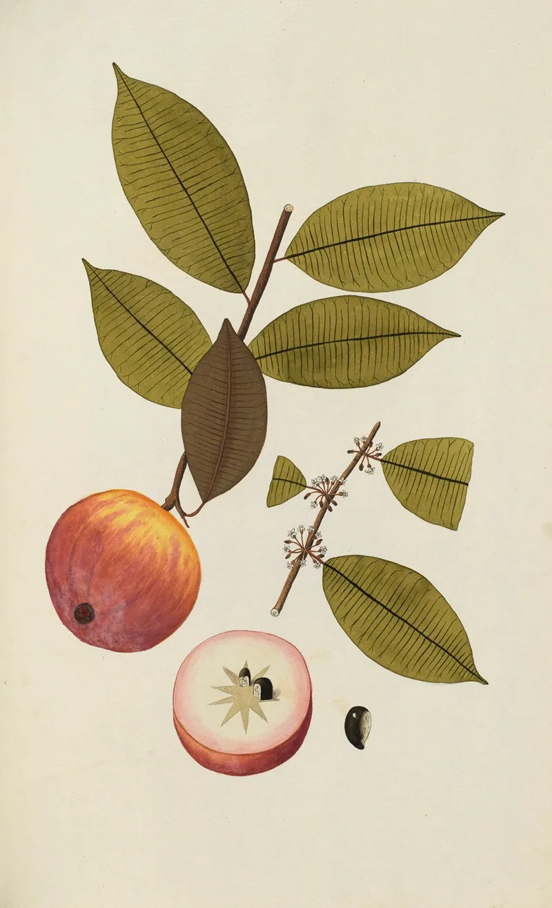 Selectarum Stirpium Americanarum Historia Pl 051 Wall Art by Nikolaus Joseph Freiherr von Jacquin - High-Resolution Digital Print