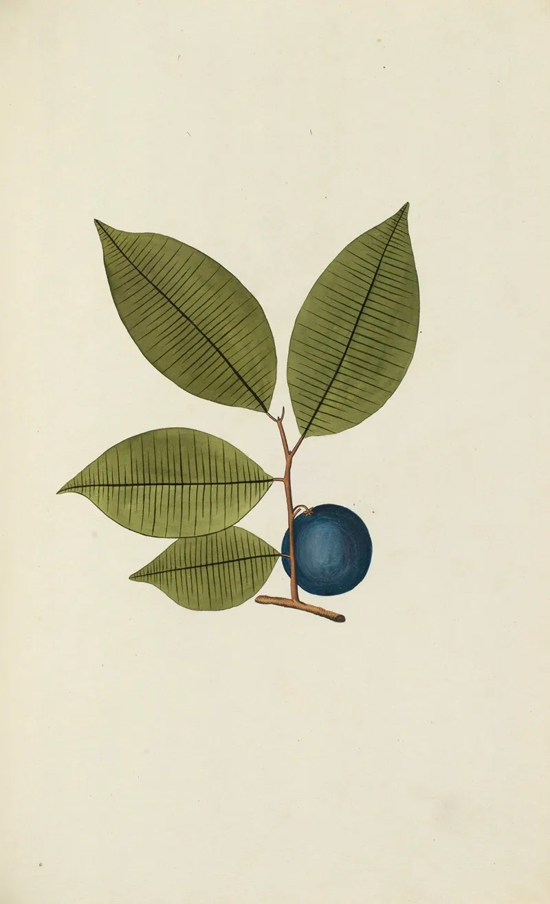 Selectarum Stirpium Americanarum Historia Pl 052 Wall Art by Nikolaus Joseph Freiherr von Jacquin - High-Resolution Digital Print