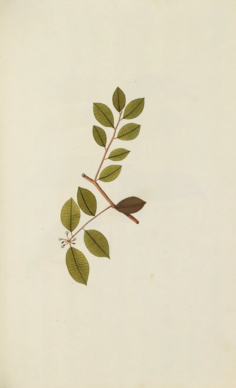 Selectarum Stirpium Americanarum Historia Pl 053 Wall Art by Nikolaus Joseph Freiherr von Jacquin - High-Resolution Digital Print
