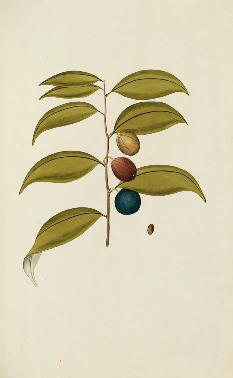 Selectarum Stirpium Americanarum Historia Pl 054 Wall Art by Nikolaus Joseph Freiherr von Jacquin - High-Resolution Digital Print