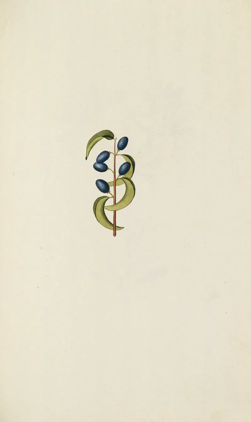 Selectarum Stirpium Americanarum Historia Pl 055 Wall Art by Nikolaus Joseph Freiherr von Jacquin - High-Resolution Digital Print
