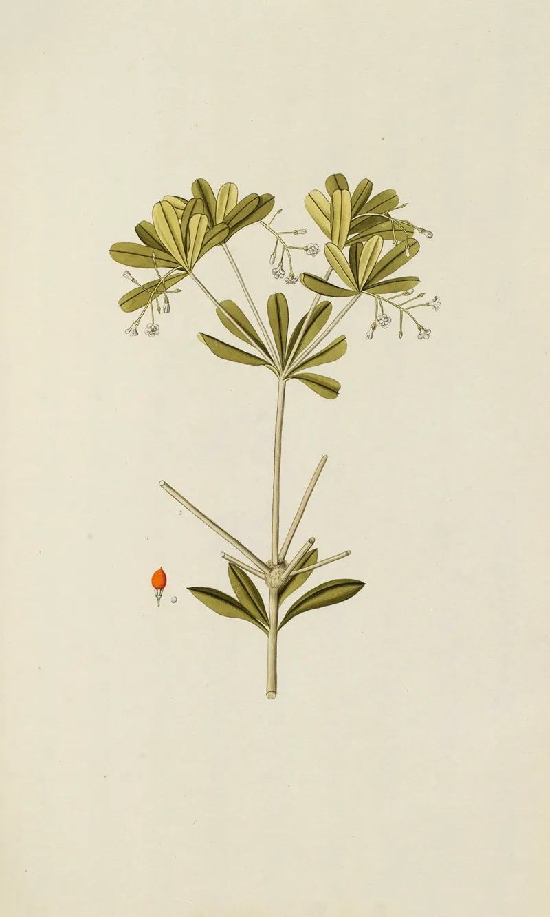 Selectarum Stirpium Americanarum Historia Pl 056 Wall Art by Nikolaus Joseph Freiherr von Jacquin - High-Resolution Digital Print