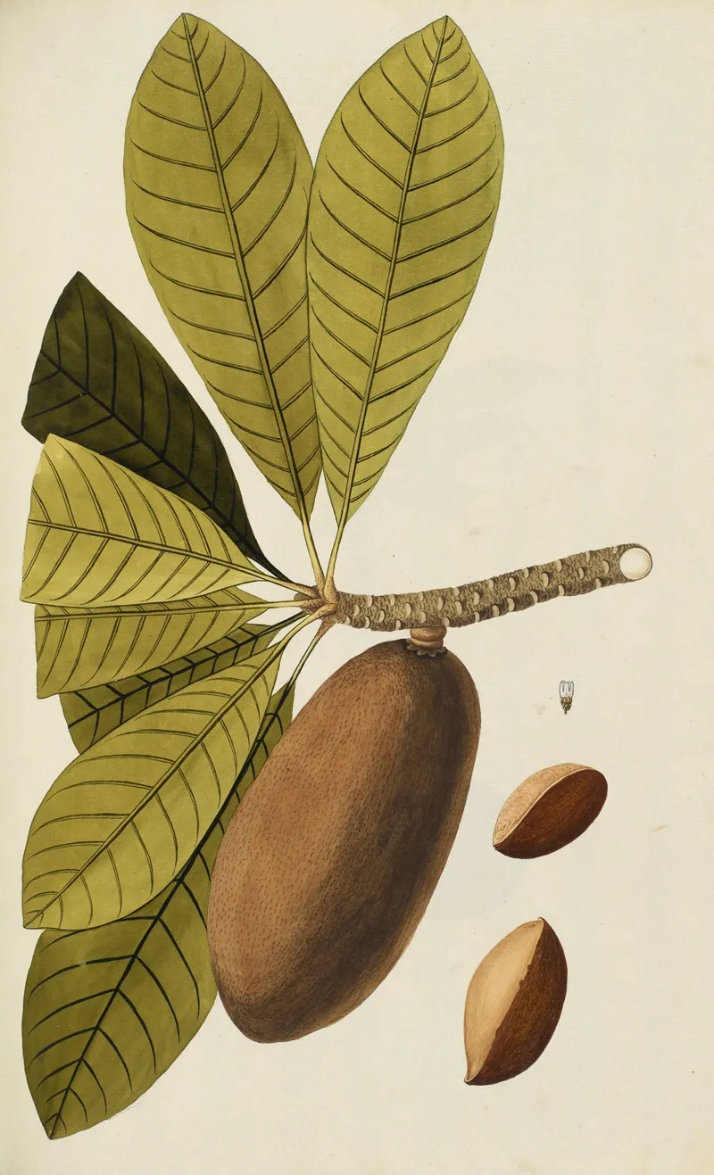 Selectarum Stirpium Americanarum Historia Pl 059 Wall Art by Nikolaus Joseph Freiherr von Jacquin - High-Resolution Digital Print