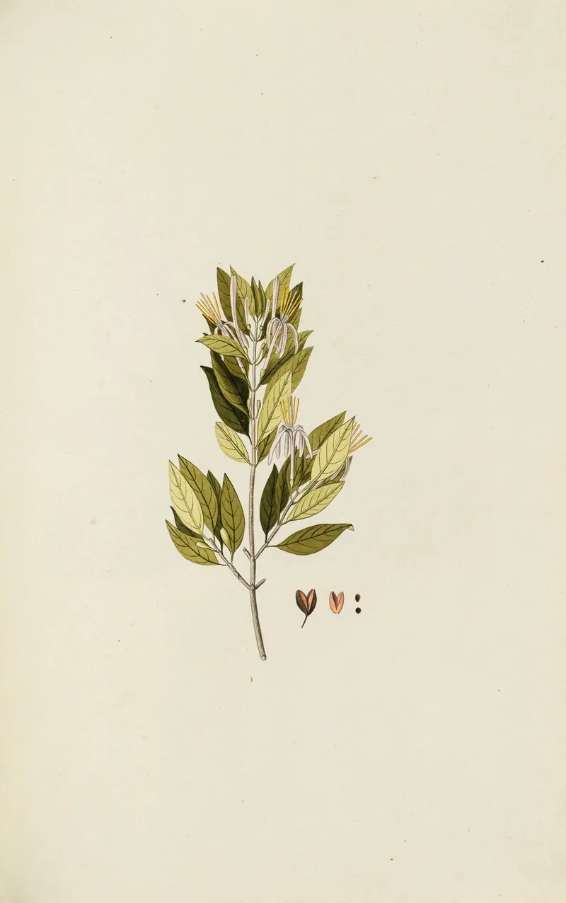 Selectarum Stirpium Americanarum Historia Pl 063 Wall Art by Nikolaus Joseph Freiherr von Jacquin - High-Resolution Digital Print