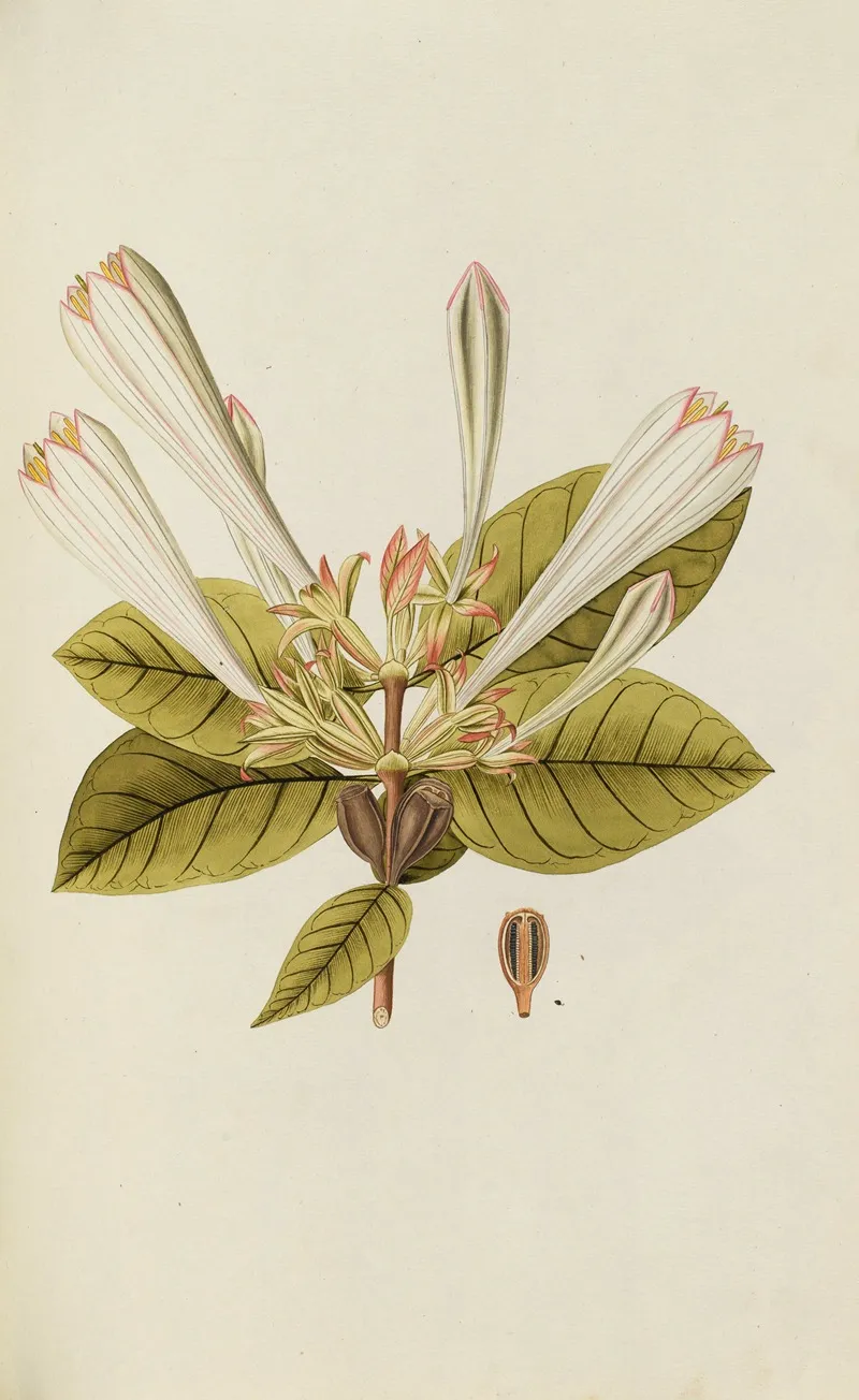 Selectarum Stirpium Americanarum Historia Pl 064 Wall Art by Nikolaus Joseph Freiherr von Jacquin - High-Resolution Digital Print