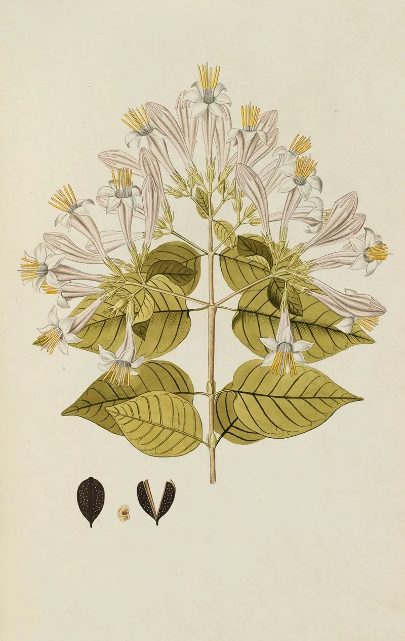 Selectarum Stirpium Americanarum Historia Pl 065 Wall Art by Nikolaus Joseph Freiherr von Jacquin - High-Resolution Digital Print