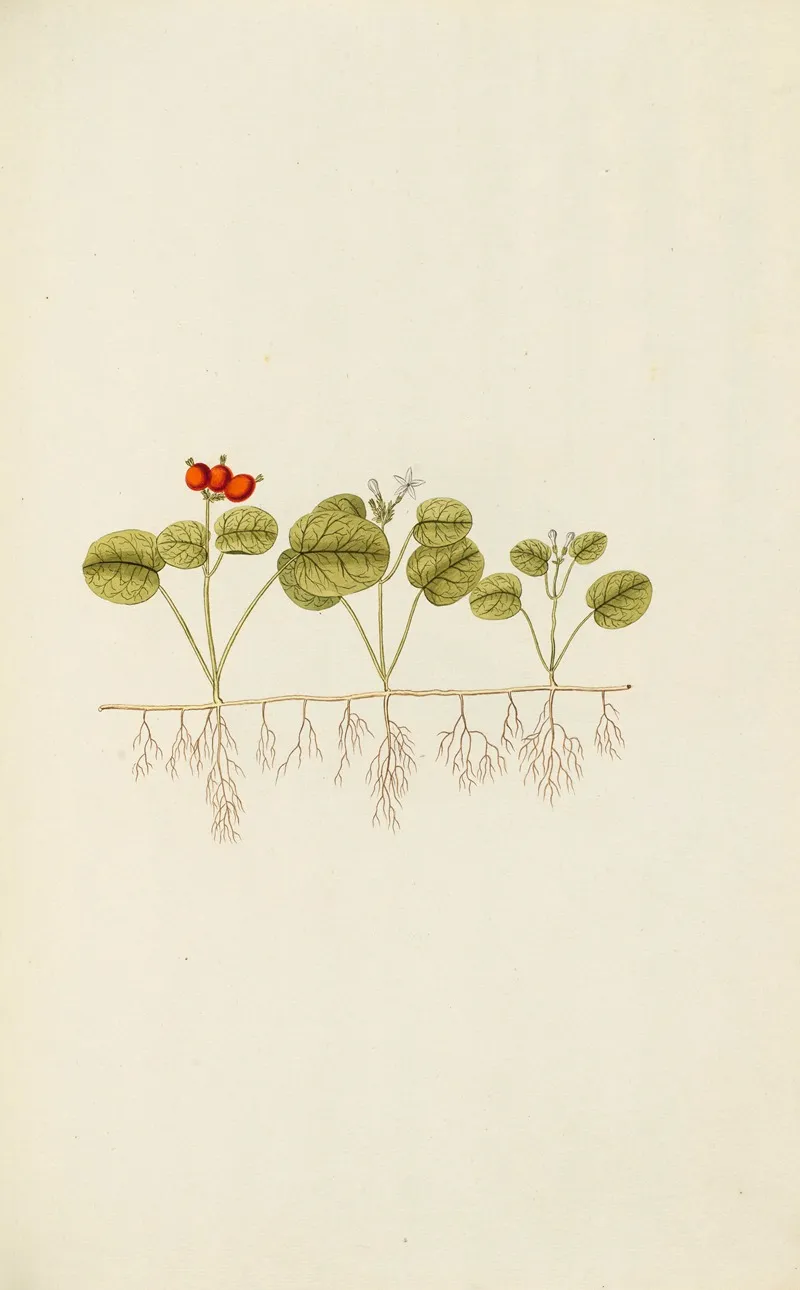 Selectarum Stirpium Americanarum Historia Pl 067 Wall Art by Nikolaus Joseph Freiherr von Jacquin - High-Resolution Digital Print