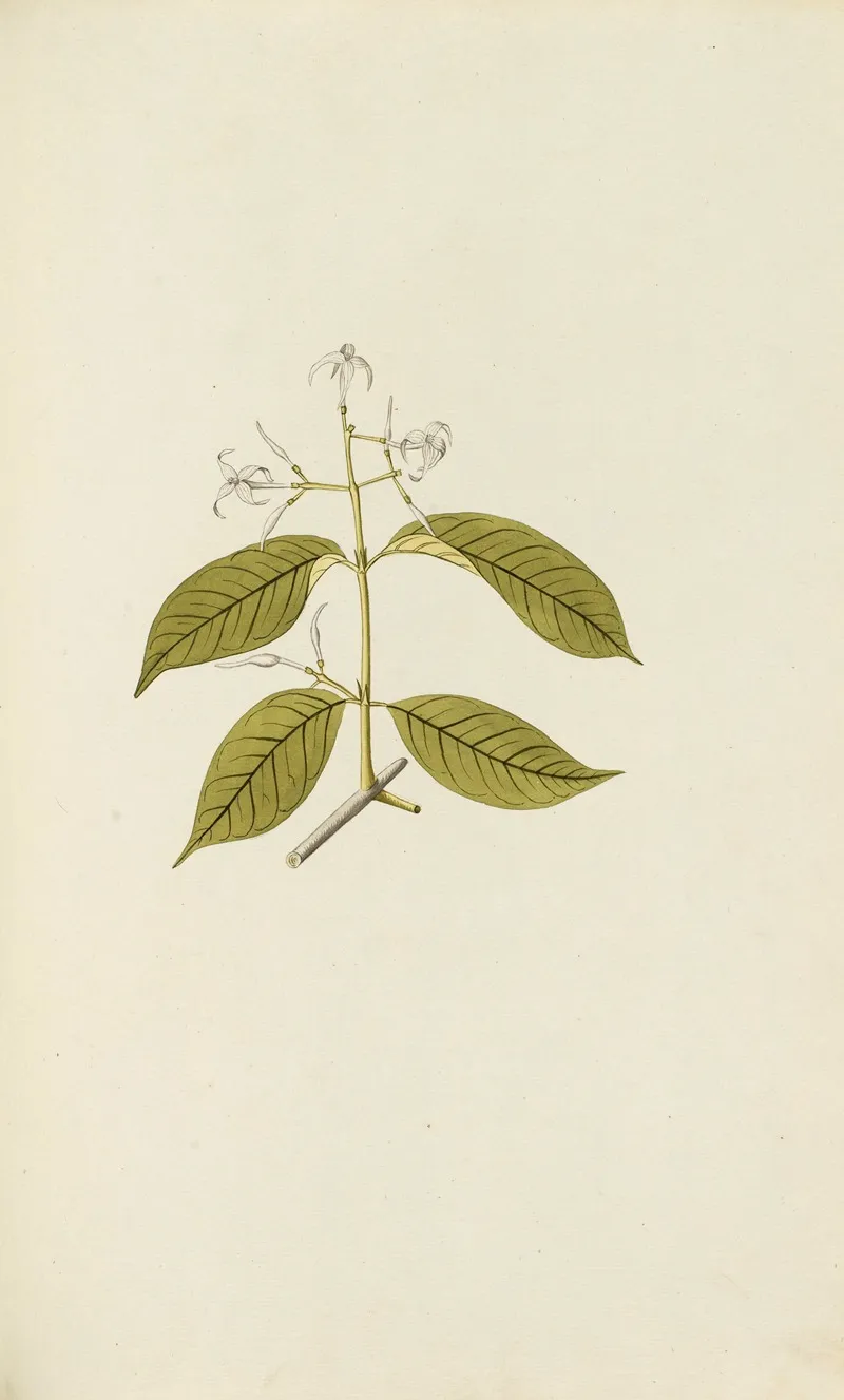 Selectarum Stirpium Americanarum Historia Pl 068 Wall Art by Nikolaus Joseph Freiherr von Jacquin - High-Resolution Digital Print