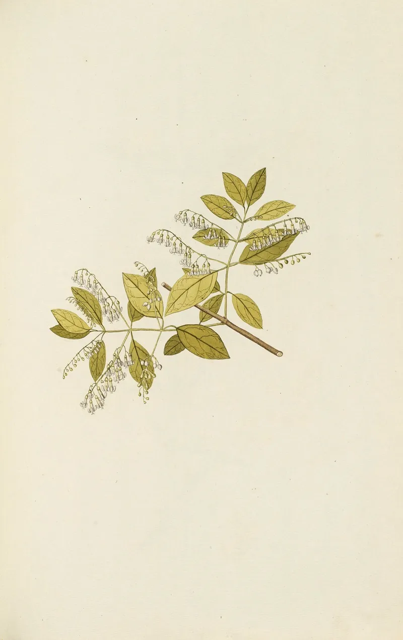 Selectarum Stirpium Americanarum Historia Pl 069 Wall Art by Nikolaus Joseph Freiherr von Jacquin - High-Resolution Digital Print