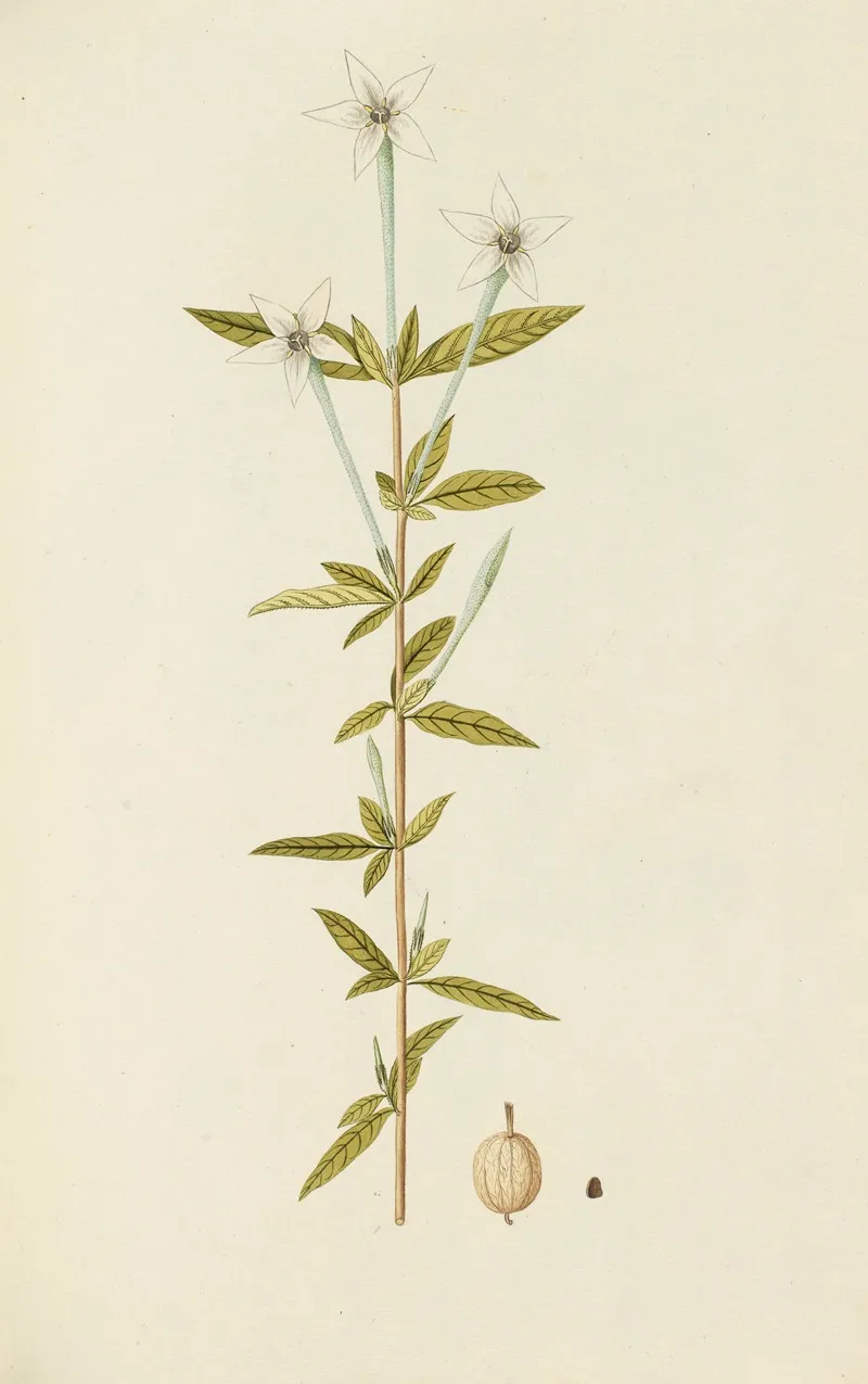 Selectarum Stirpium Americanarum Historia Pl 070 Wall Art by Nikolaus Joseph Freiherr von Jacquin - High-Resolution Digital Print