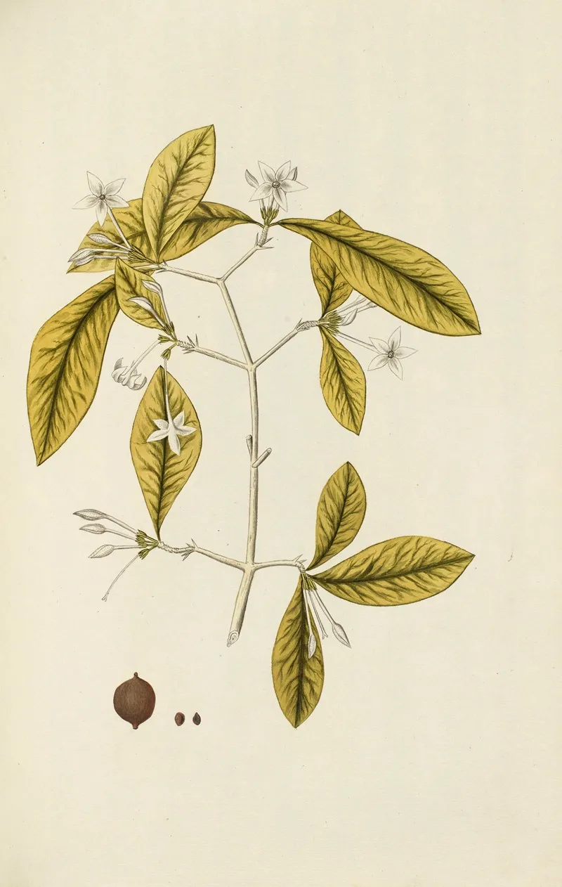 Selectarum Stirpium Americanarum Historia Pl 071 Wall Art by Nikolaus Joseph Freiherr von Jacquin - High-Resolution Digital Print