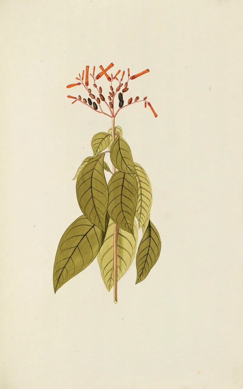 Selectarum Stirpium Americanarum Historia Pl 072 Wall Art by Nikolaus Joseph Freiherr von Jacquin - High-Resolution Digital Print