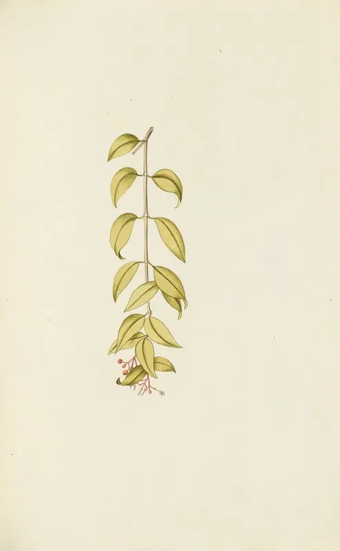 Selectarum Stirpium Americanarum Historia Pl 073 Wall Art by Nikolaus Joseph Freiherr von Jacquin - High-Resolution Digital Print