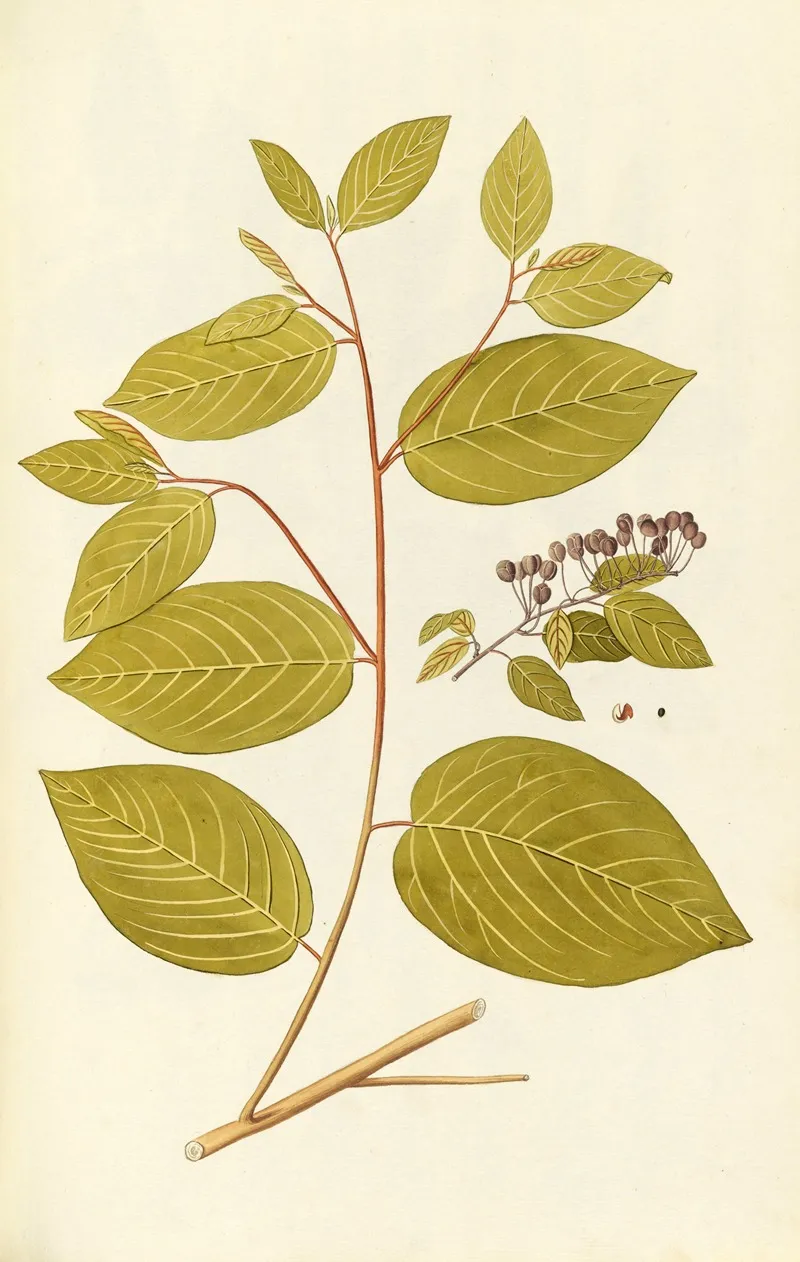 Selectarum Stirpium Americanarum Historia Pl 074 Wall Art by Nikolaus Joseph Freiherr von Jacquin - High-Resolution Digital Print