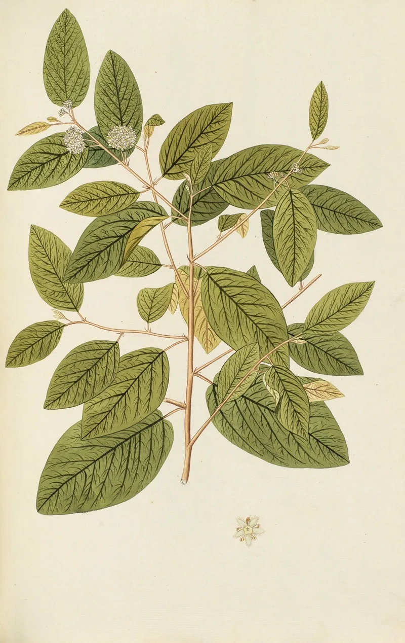 Selectarum Stirpium Americanarum Historia Pl 075 Wall Art by Nikolaus Joseph Freiherr von Jacquin - High-Resolution Digital Print