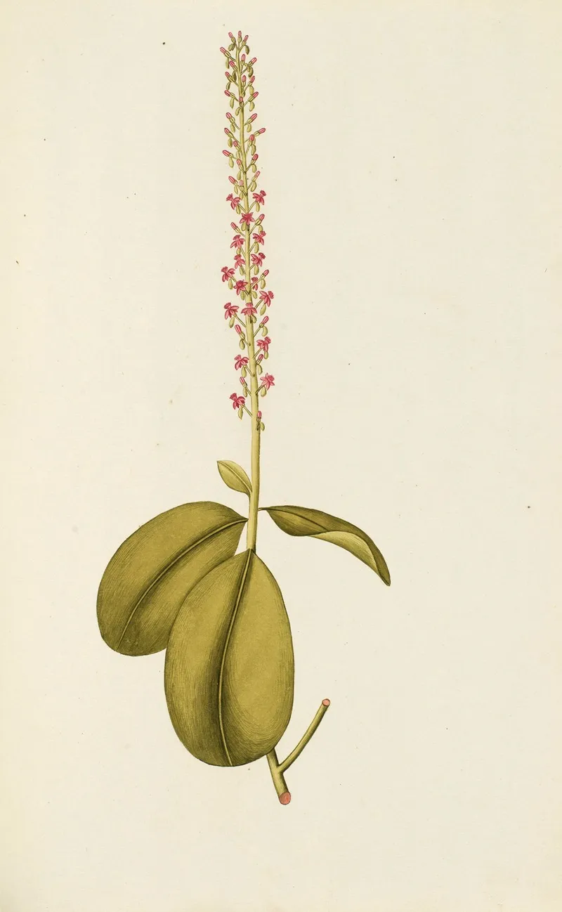Selectarum Stirpium Americanarum Historia Pl 076 Wall Art by Nikolaus Joseph Freiherr von Jacquin - High-Resolution Digital Print