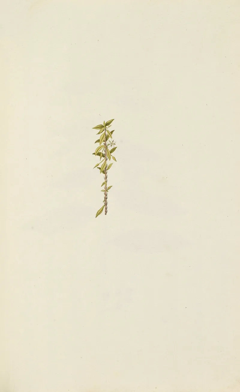 Selectarum Stirpium Americanarum Historia Pl 077 Wall Art by Nikolaus Joseph Freiherr von Jacquin - High-Resolution Digital Print