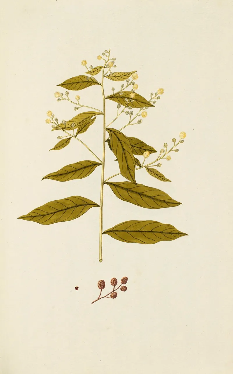 Selectarum Stirpium Americanarum Historia Pl 078 Wall Art by Nikolaus Joseph Freiherr von Jacquin - High-Resolution Digital Print