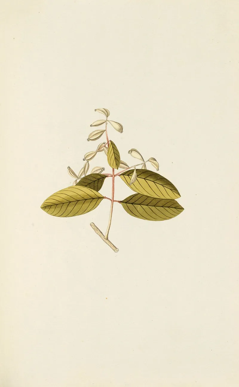 Selectarum Stirpium Americanarum Historia Pl 079 Wall Art by Nikolaus Joseph Freiherr von Jacquin - High-Resolution Digital Print