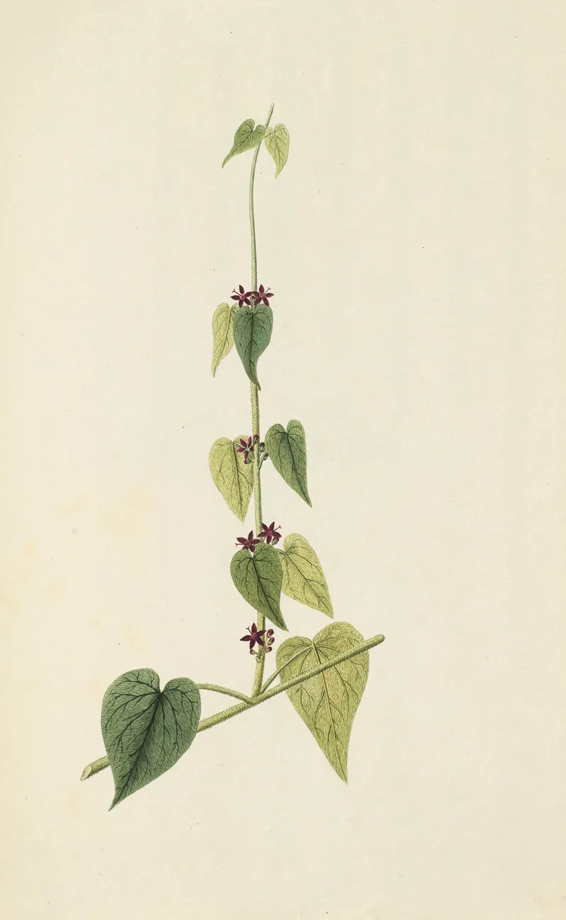 Selectarum Stirpium Americanarum Historia Pl 082 Wall Art by Nikolaus Joseph Freiherr von Jacquin - High-Resolution Digital Print