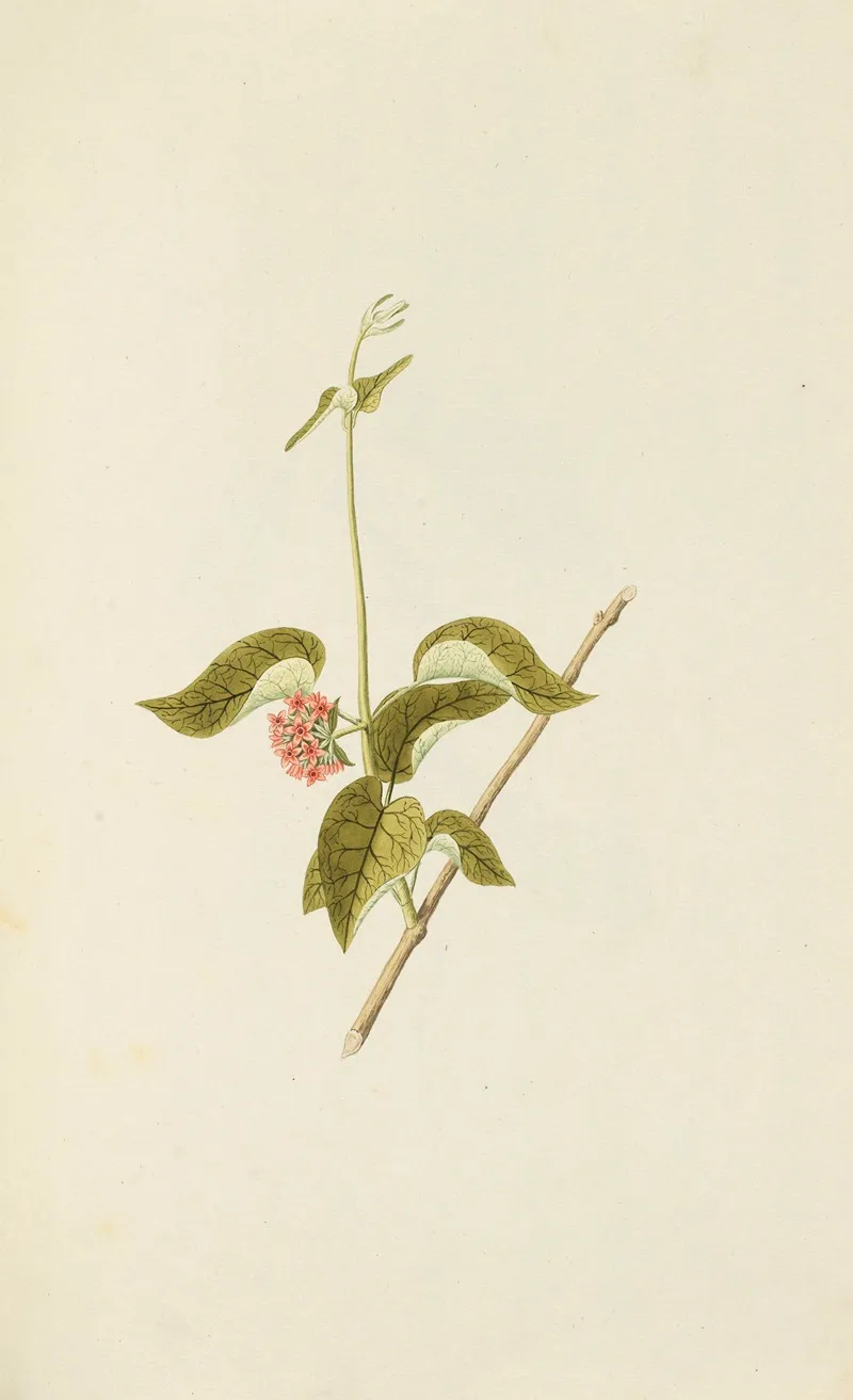 Selectarum Stirpium Americanarum Historia Pl 083 Wall Art by Nikolaus Joseph Freiherr von Jacquin - High-Resolution Digital Print