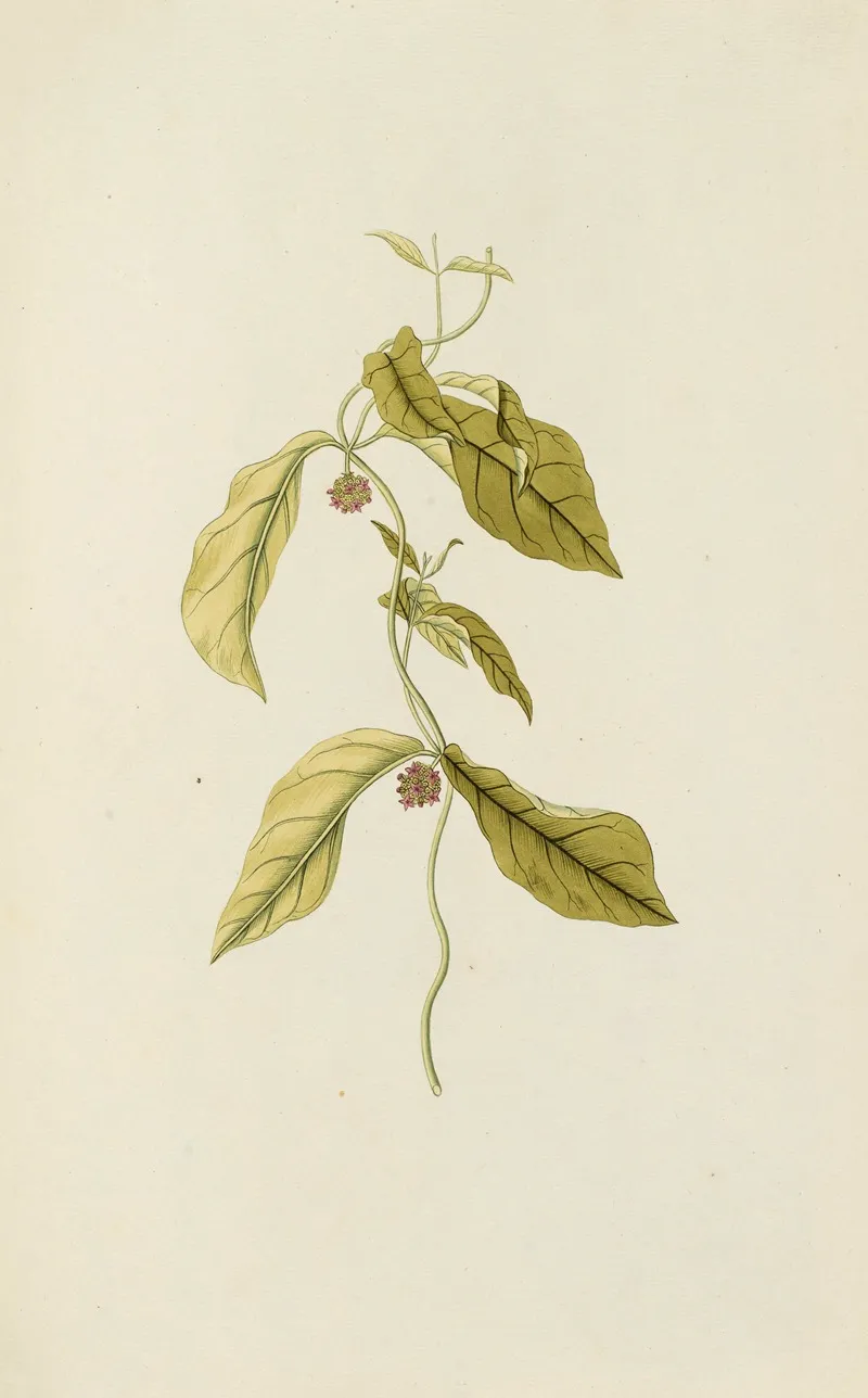 Selectarum Stirpium Americanarum Historia Pl 084 Wall Art by Nikolaus Joseph Freiherr von Jacquin - High-Resolution Digital Print