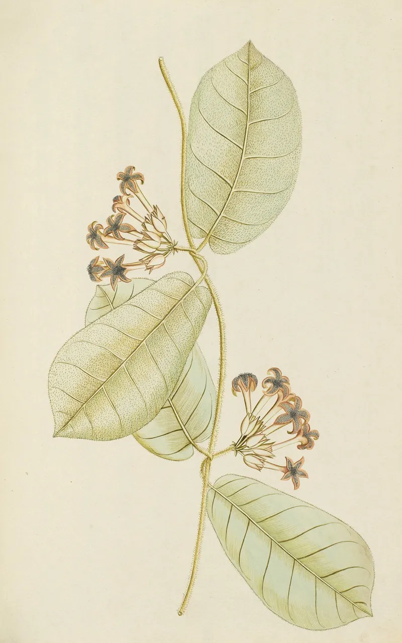 Selectarum Stirpium Americanarum Historia Pl 085 Wall Art by Nikolaus Joseph Freiherr von Jacquin - High-Resolution Digital Print