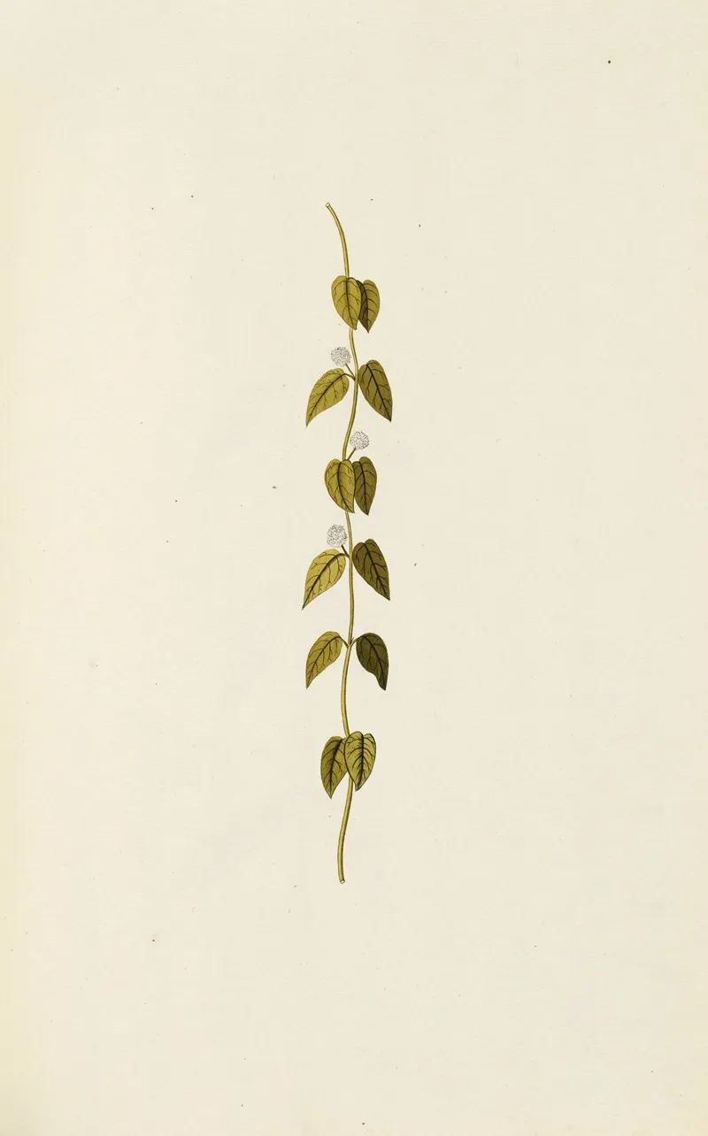 Selectarum Stirpium Americanarum Historia Pl 086 Wall Art by Nikolaus Joseph Freiherr von Jacquin - High-Resolution Digital Print