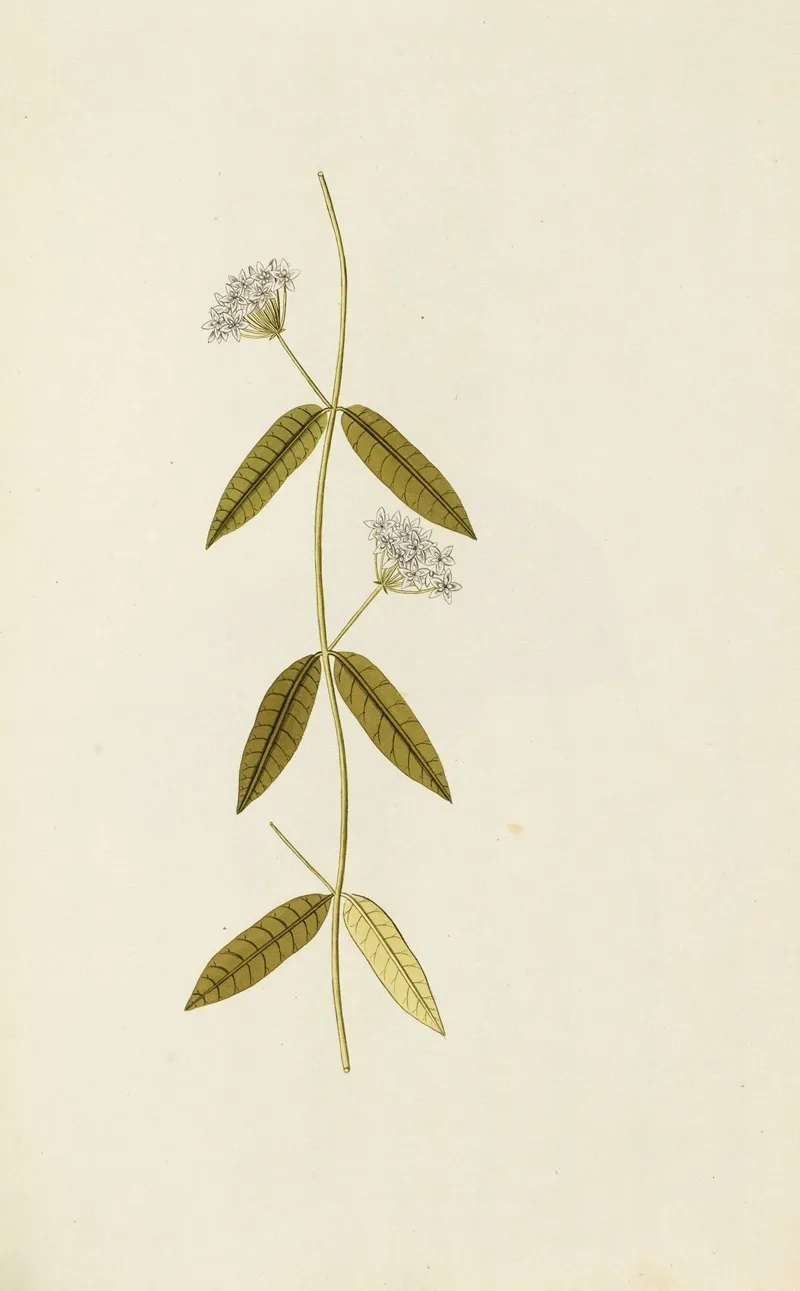 Selectarum Stirpium Americanarum Historia Pl 087 Wall Art by Nikolaus Joseph Freiherr von Jacquin - High-Resolution Digital Print