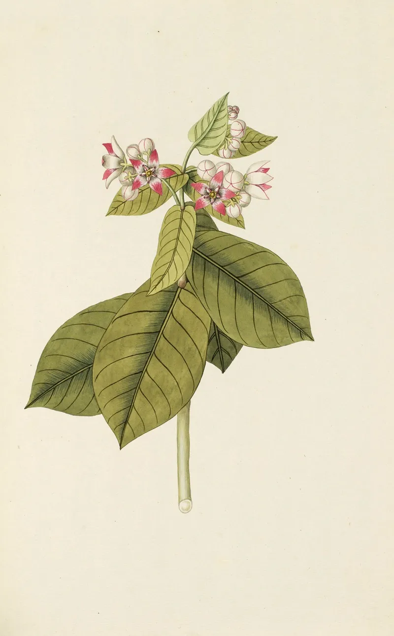 Selectarum Stirpium Americanarum Historia Pl 088 Wall Art by Nikolaus Joseph Freiherr von Jacquin - High-Resolution Digital Print
