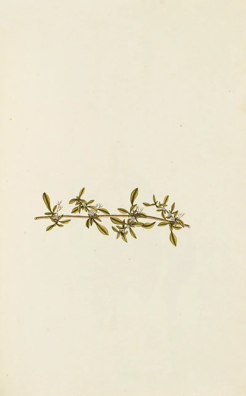 Selectarum Stirpium Americanarum Historia Pl 090 Wall Art by Nikolaus Joseph Freiherr von Jacquin - High-Resolution Digital Print