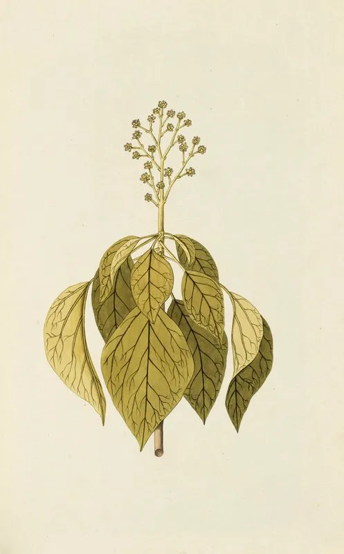 Selectarum Stirpium Americanarum Historia Pl 091 Wall Art by Nikolaus Joseph Freiherr von Jacquin - High-Resolution Digital Print