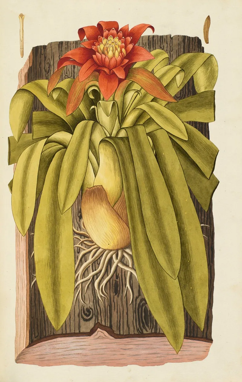 Selectarum Stirpium Americanarum Historia Pl 092 Wall Art by Nikolaus Joseph Freiherr von Jacquin - High-Resolution Digital Print