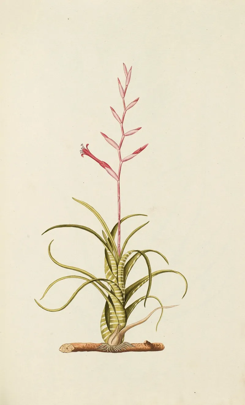 Selectarum Stirpium Americanarum Historia Pl 093 Wall Art by Nikolaus Joseph Freiherr von Jacquin - High-Resolution Digital Print