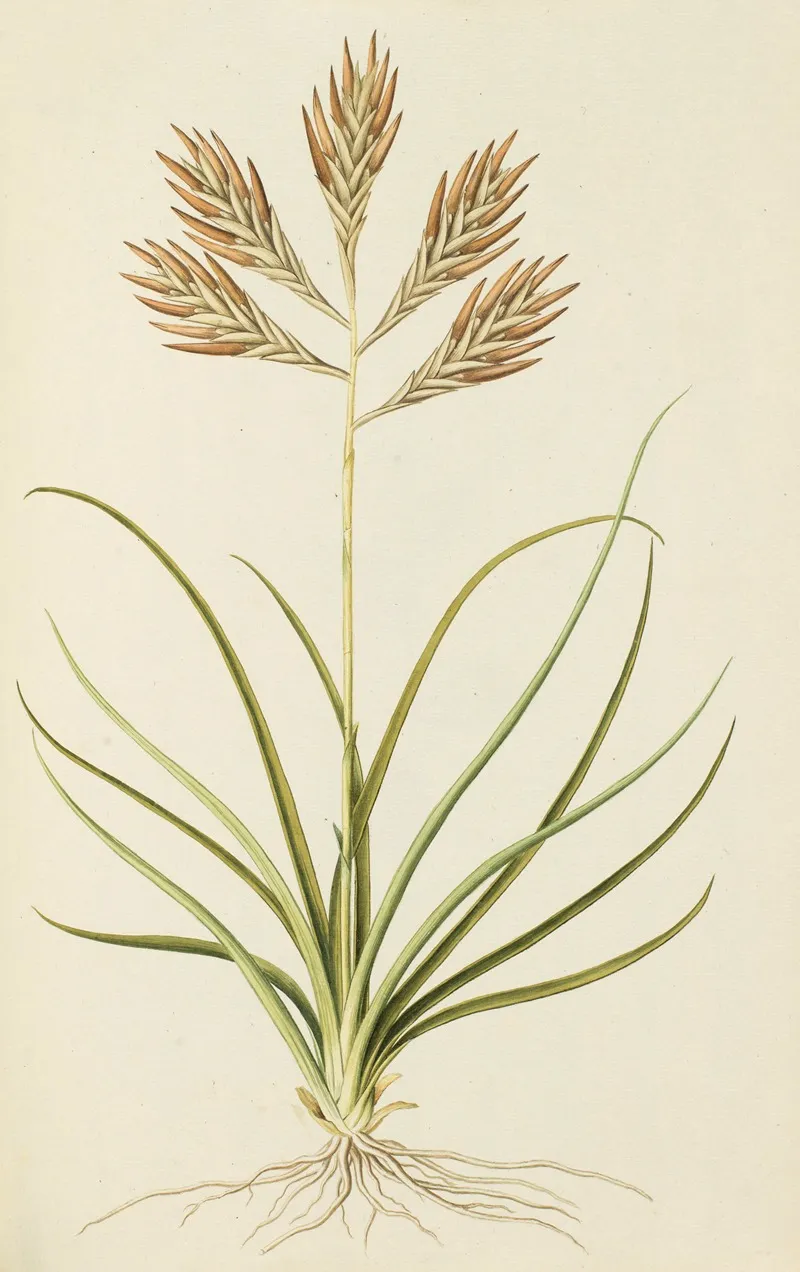 Selectarum Stirpium Americanarum Historia Pl 094 Wall Art by Nikolaus Joseph Freiherr von Jacquin - High-Resolution Digital Print