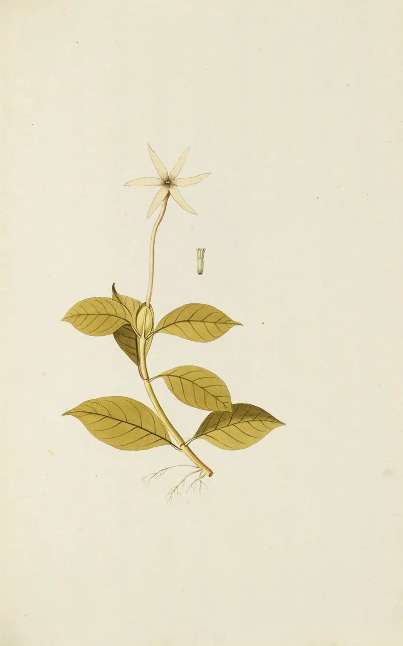 Selectarum Stirpium Americanarum Historia Pl 097 Wall Art by Nikolaus Joseph Freiherr von Jacquin - High-Resolution Digital Print