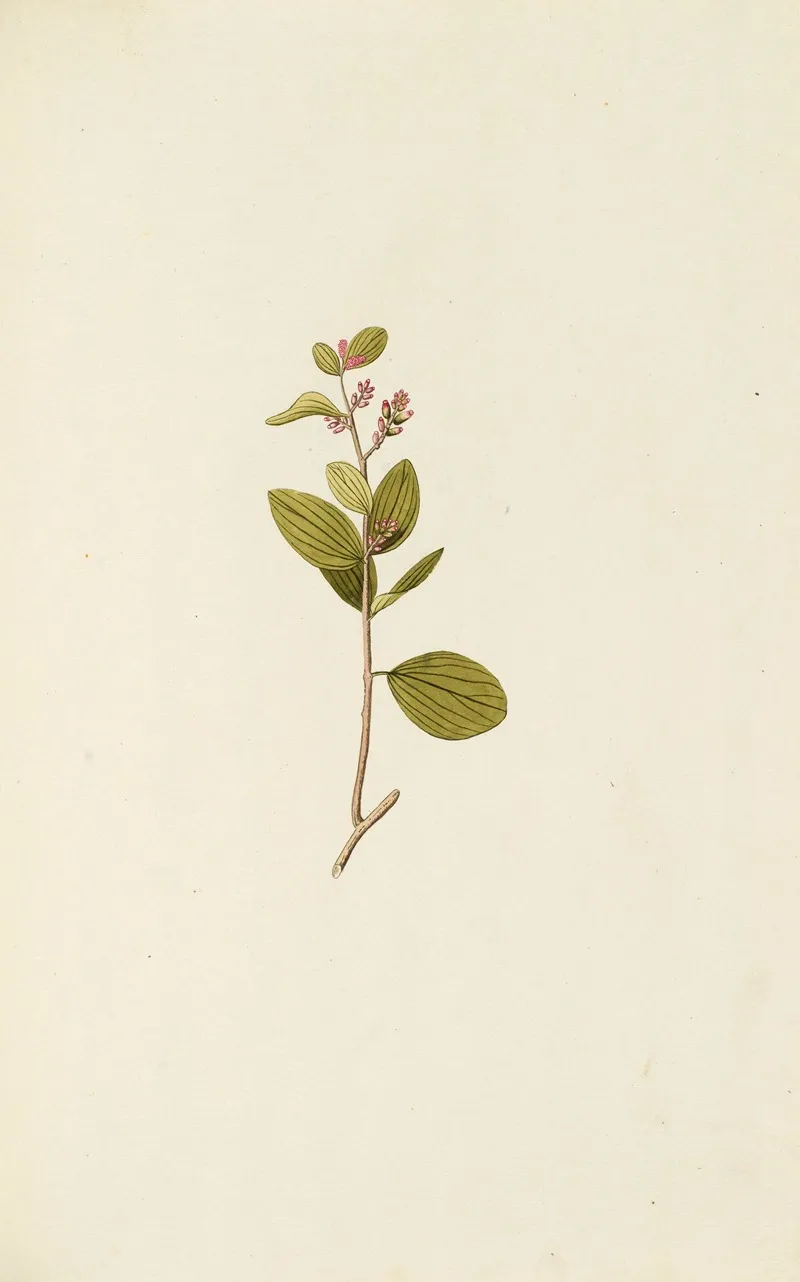 Selectarum Stirpium Americanarum Historia Pl 099 Wall Art by Nikolaus Joseph Freiherr von Jacquin - High-Resolution Digital Print
